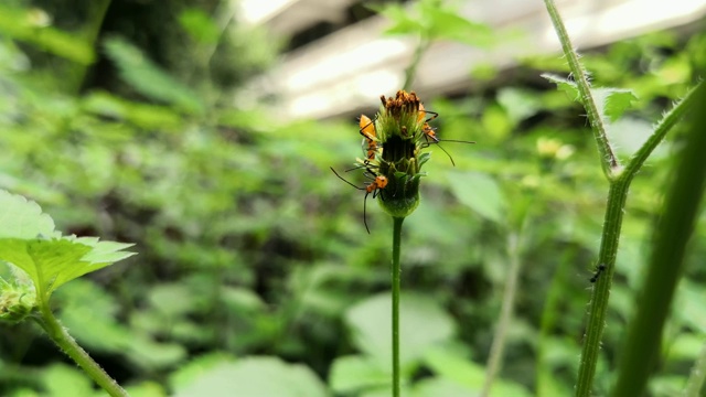 三头小若虫或幼虫或大马利筋草虫视频下载