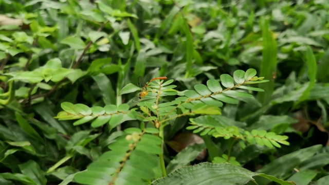 奇异奇异的橙色热带昆虫蚊子在一种绿色野生植物上视频素材