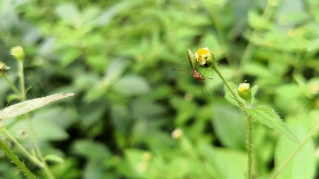 一只大蚊子栖息在一朵黄色的野花上视频素材