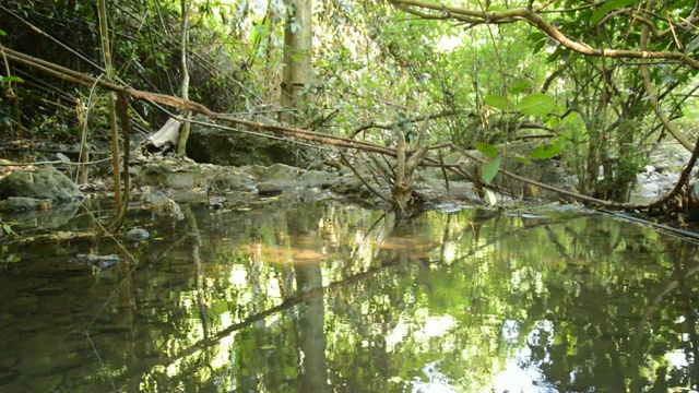 森林里静静的河水视频素材