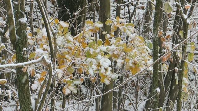 当雪花飘落的时候，树枝上布满了秋叶视频素材