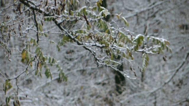 冬季的森林暴风雪与焦点的变化视频素材