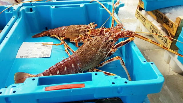 蓝色的塑料容器里装着美味的海鱼、小龙虾和龙虾。批发商和餐馆的鱼拍卖。西班牙布拉瓦海岸的布兰尼斯。在布雷恩港的码头钓鱼视频下载