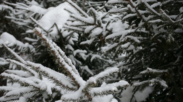 雪花在雪中飘落在冷杉树枝上。视频下载