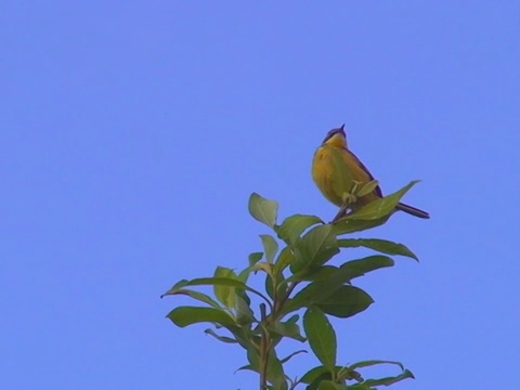 黄鹡鸰（Motacilla flava）视频素材