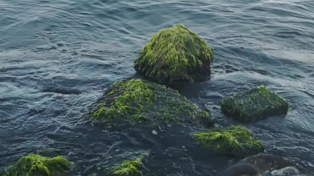 海浪冲击着长满苔藓的岩石。缓慢的运动。视频素材