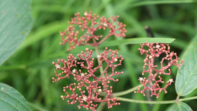 红色的野花正在盛开。视频素材