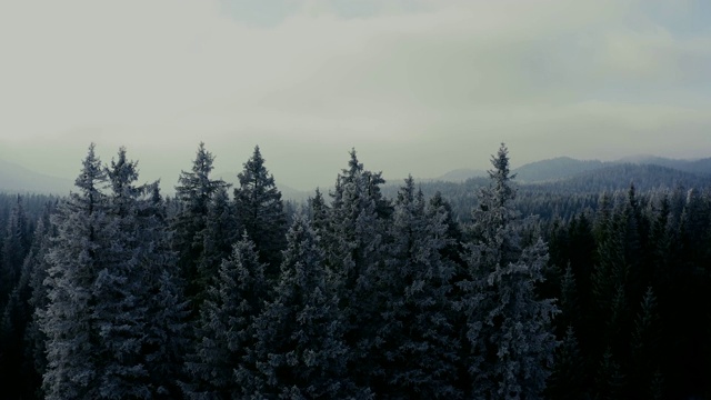 白雪覆盖的森林的美丽航拍。冬天的童话。视频素材