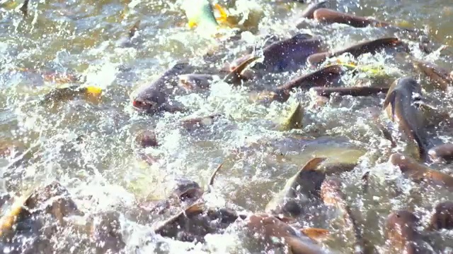 夜间河流淡水鱼摄食组视频素材