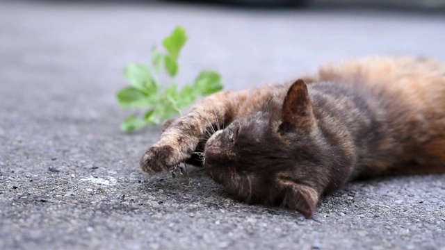 可爱的虎斑家猫放松与猫薄荷草药视频素材