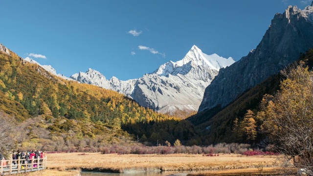 亚丁自然保护区松林中金色草甸与神山查纳多杰的延时摄影视频素材