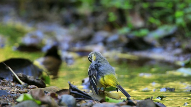 灰鹡鸰(Motacilla cinerea)喂养小鸡的细节视频下载