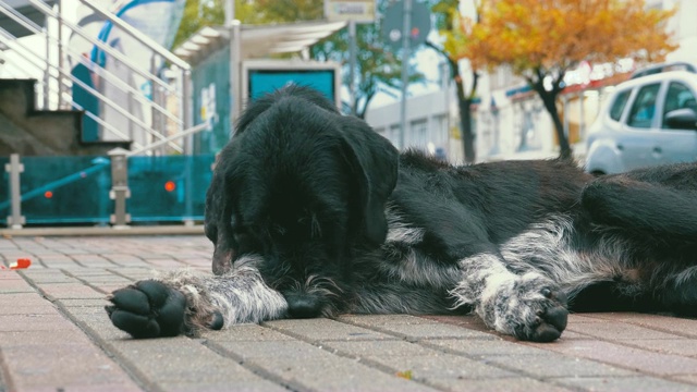 流浪狗躺在城市街道上，背景是过往的汽车和行人视频素材