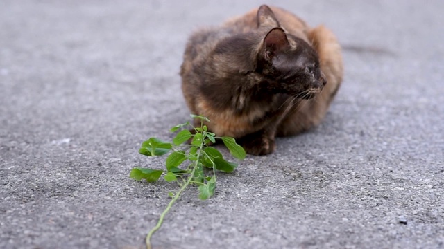 可爱的虎斑家猫放松与猫薄荷草药视频素材