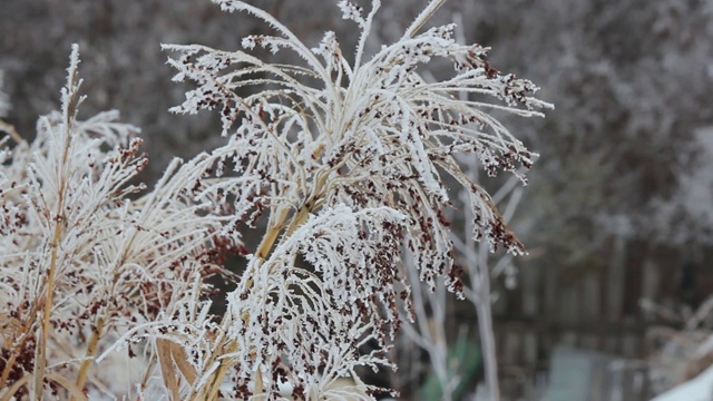 玉米秸秆覆盖着白霜，白雪，初冬。选择聚焦,特写。视频下载