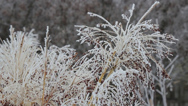 玉米秸秆覆盖着白霜，白雪，初冬。选择聚焦,特写。视频素材