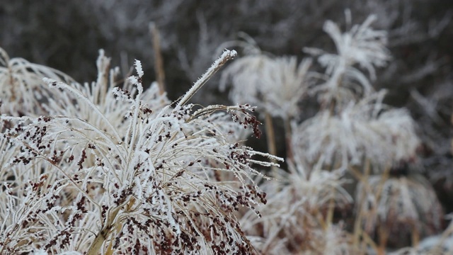 玉米秸秆覆盖着白霜，白雪，初冬。选择聚焦,特写。视频下载