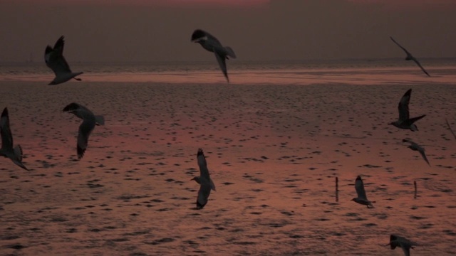 超级慢镜头海鸥飞行视频素材