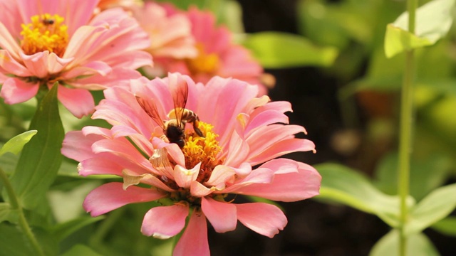 蜜蜂从花中采集花粉。视频素材