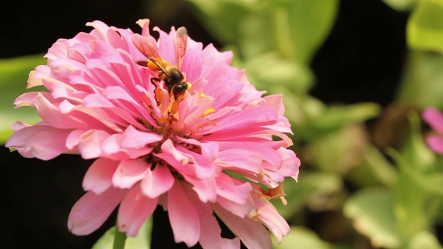 蜜蜂从花中采集花粉。视频素材