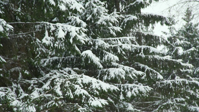 雪花落在树枝上视频素材