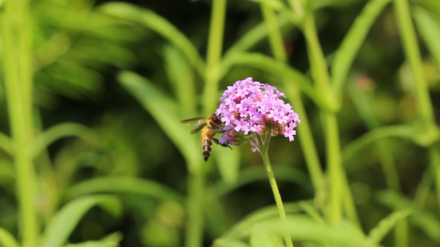 蜜蜂从花中采集花粉。视频素材