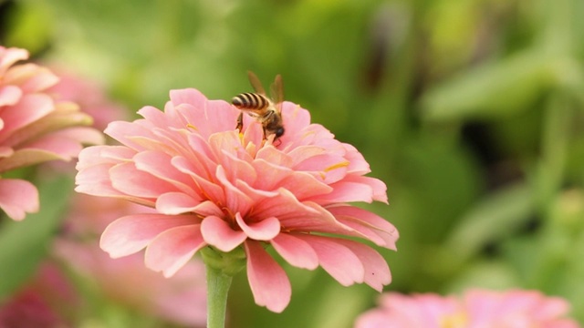 蜜蜂从花中采集花粉。视频素材