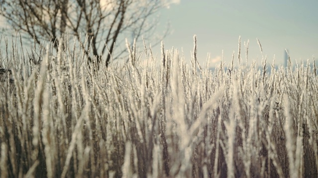 雪地里的干草。干草的圆锥被雪片覆盖着。视频素材