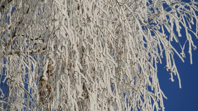 白雪覆盖的白桦树枝映衬着蓝天。雪落。视频素材