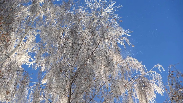 白雪覆盖的白桦树枝映衬着蓝天。雪落。视频素材