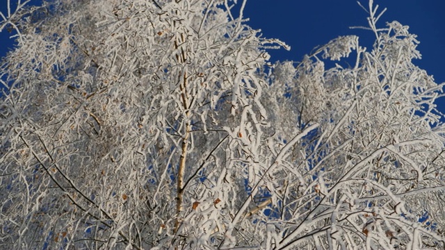 白雪覆盖的白桦树枝映衬着蓝天。雪落。视频素材