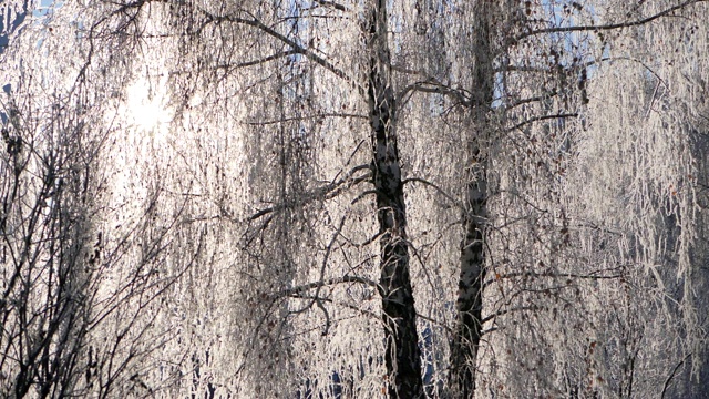 白雪覆盖的白桦树枝映衬着蓝天。雪落。视频素材