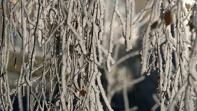 雪花从被雪覆盖的树枝上落下。视频素材