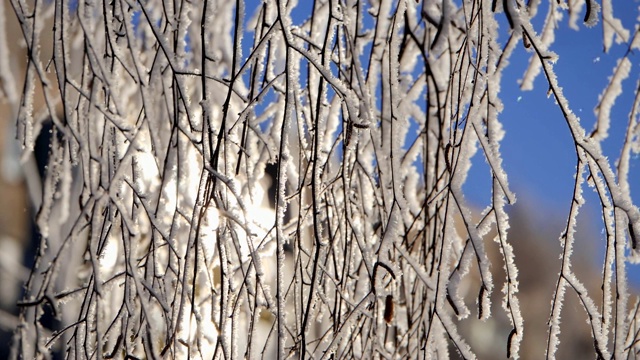 雪花从被雪覆盖的树枝上落下。视频素材