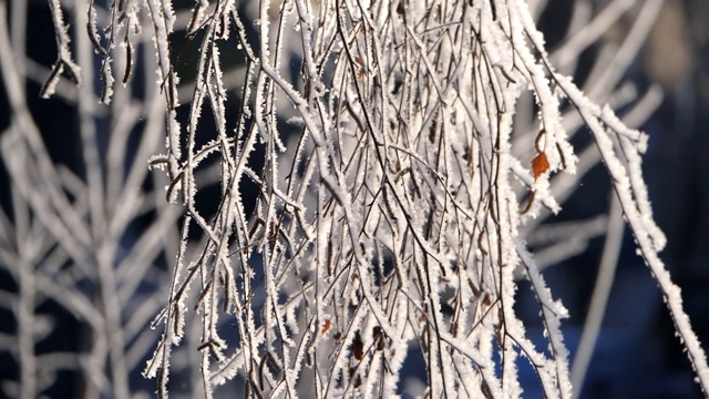 雪花从被雪覆盖的树枝上落下。视频素材