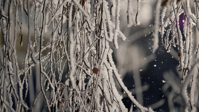 雪花从被雪覆盖的树枝上落下。视频素材