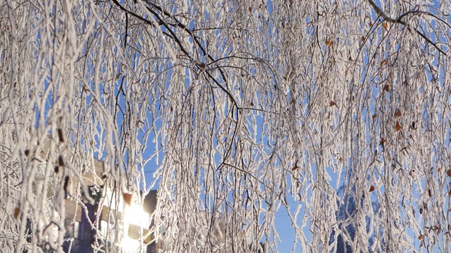 雪花从被雪覆盖的树枝上落下。视频素材