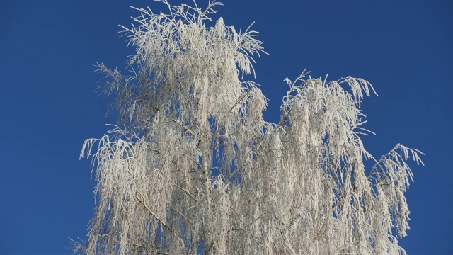 白雪覆盖的白桦树枝映衬着蓝天。雪落。视频素材