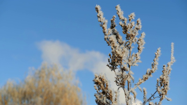 雪地里的干草。干草的圆锥被雪片覆盖着。视频素材