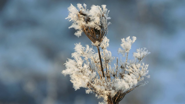 雪地里的干草。干草的圆锥被雪片覆盖着。视频素材