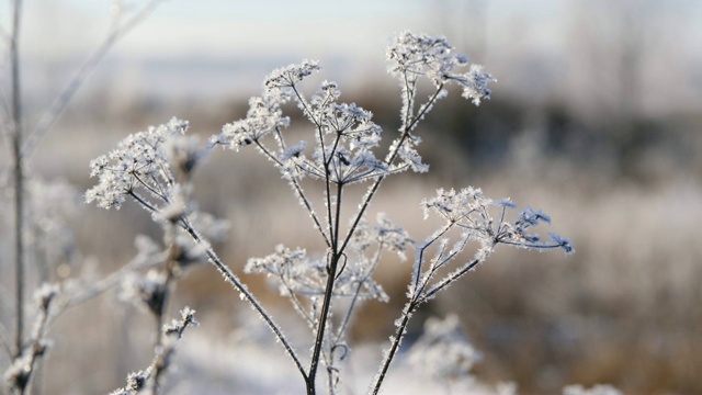 雪地里的干草。干草的圆锥被雪片覆盖着。视频素材