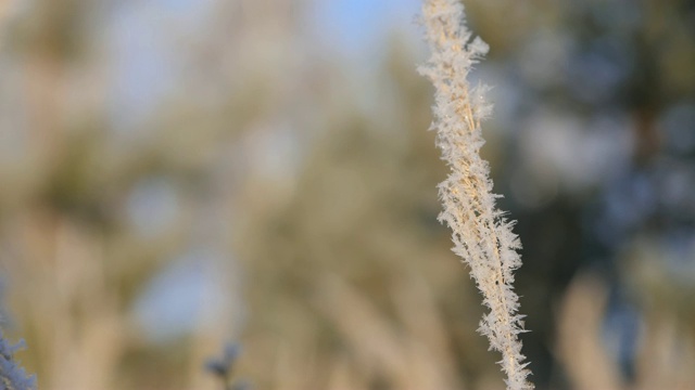 雪地里的干草。干草的圆锥被雪片覆盖着。视频素材