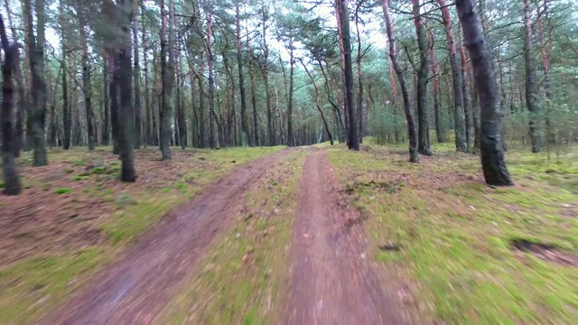 空中飞行树木之间的土路在秋季森林视频素材