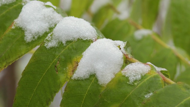 一棵绿叶树在雪中，特写视频素材