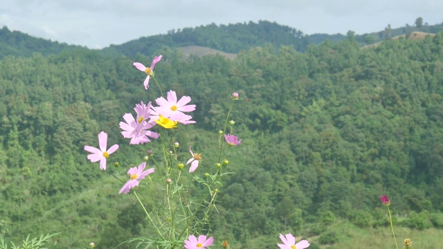 宇宙之花在山上摇晃视频素材