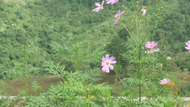 山上的宇宙花视频素材