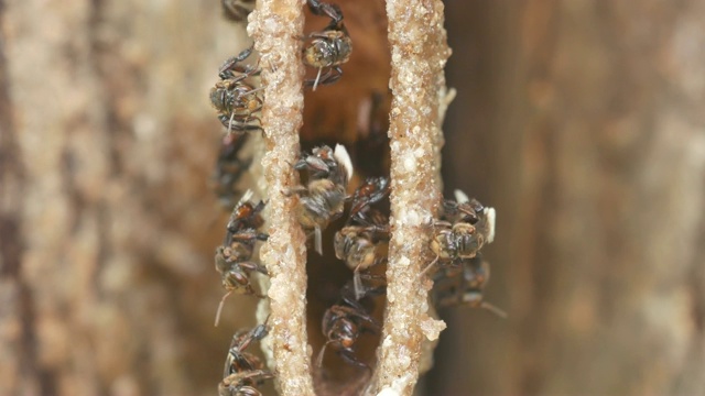 无刺蜜蜂在蜂巢里四处走动视频素材