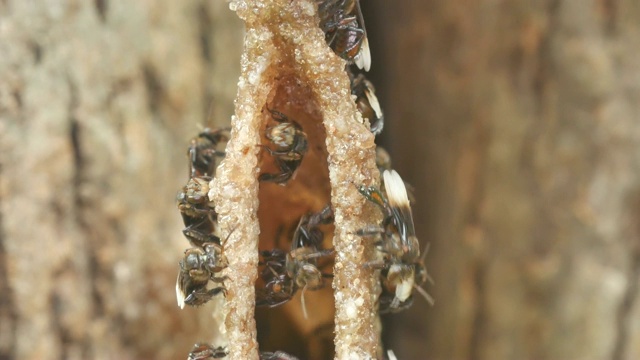 在蜂巢入口休息的无刺蜜蜂视频素材