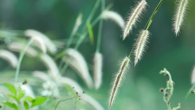 小草的花芽随风摇曳视频素材