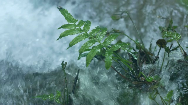 蕨类在小溪中发芽视频素材